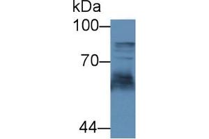 Transferrin Receptor 2 antibody  (AA 211-405)