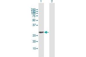 Western Blot analysis of HES4 expression in transfected 293T cell line by HES4 MaxPab polyclonal antibody.
