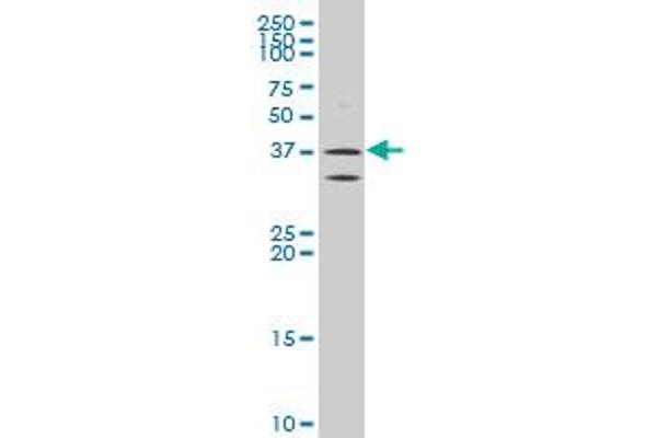 ATP6V0D2 antibody  (AA 238-306)