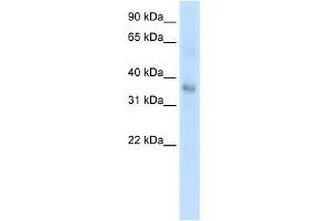 Western Blot showing TGFB1 antibody used at a concentration of 1.