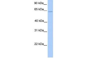 WB Suggested Anti-ELF4 Antibody Titration:  0. (Elf4 antibody  (C-Term))