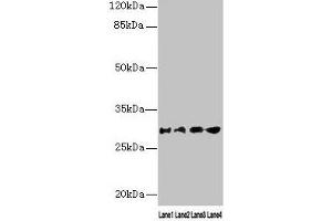 Western blot All lanes: AQP1 antibody at 16 μg/mL Lane 1: Rat heart tissue Lane 2: Mouse skeletal muscle tissue Lane 3: A549 whole cell lysate Lane 4: 293T whole cell lysate Secondary Goat polyclonal to rabbit IgG at 1/10000 dilution Predicted band size: 29, 20, 24, 17 kDa Observed band size: 29 kDa (Aquaporin 1 antibody  (AA 220-269))
