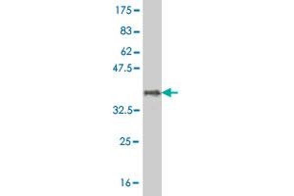 MARCH7 antibody  (AA 66-136)