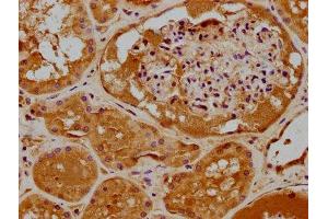 RHOT2 antibody  (AA 84-300)