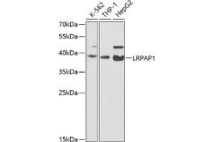 Western blot analysis of extracts of various cell lines, using LRP antibody (ABIN3017160, ABIN3017161, ABIN1680715 and ABIN6219979) at 1:200 dilution. (LRPAP1 antibody)