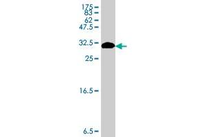 Western Blot detection against Immunogen (31. (MT-ND1 antibody  (AA 21-71))