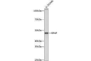 Western blot analysis of extracts of U-251MG cells, using GFAP antibody (ABIN7267389) at 1:1000 dilution. (GFAP antibody)