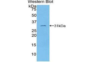 Western Blotting (WB) image for anti-Tubulin, epsilon 1 (TUBE1) (AA 236-473) antibody (ABIN1860889) (TUBE1 antibody  (AA 236-473))