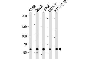 FOXP1 Antibody (C-term) (ABIN653806 and ABIN2843082) western blot analysis in A549,Daudi,Jurkat,MCF-7,NCI- cell line lysates (35 μg/lane). (FOXP1 antibody  (C-Term))