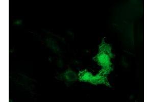 Anti-TUBB4 mouse monoclonal antibody (ABIN2454709) immunofluorescent staining of COS7 cells transiently transfected by pCMV6-ENTRY TUBB4 (RC203945). (TUBB4 antibody)