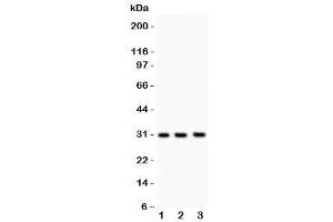 Western blot testing of PSA antibody and Lane 1:  rat brain (Prostate Specific Antigen antibody  (AA 25-261))
