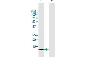 Western Blot analysis of CNIH3 expression in transfected 293T cell line by CNIH3 MaxPab polyclonal antibody. (CNIH3 antibody  (AA 1-160))