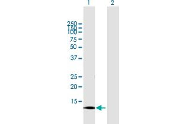 CNIH3 antibody  (AA 1-160)