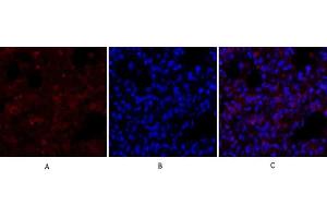Immunofluorescence analysis of rat lung tissue. (ERK1/2 antibody  (AA 300-380))