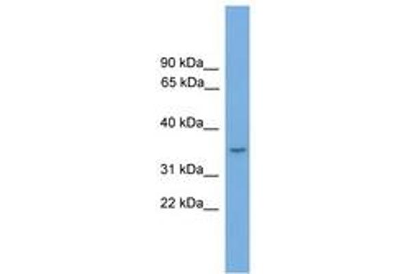 MAMSTR anticorps  (AA 35-84)