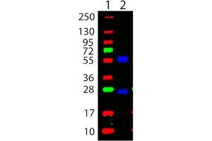 Western Blotting (WB) image for 10X TTBS (pH 7.5) (ABIN925553)