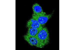 Confocal immunofluorescent analysis of Aldolase (ALDOA) Antibody (N-term) (ABIN389191 and ABIN2839354) with HepG2 cell followed by Alexa Fluor 488-conjugated goat anti-rabbit lgG (green).