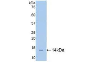Western blot analysis of recombinant Mouse CEACAM1. (CEACAM1 antibody  (AA 35-143))