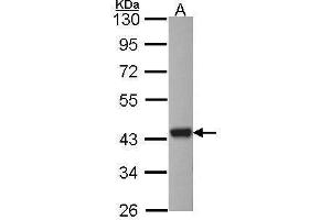 WB Image Sample (30 ug of whole cell lysate) A: HCT116 10% SDS PAGE antibody diluted at 1:1000 (ASNA1 antibody)