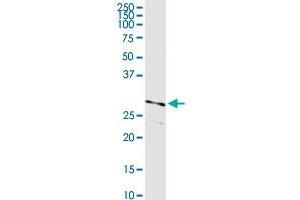 PRSS21 MaxPab rabbit polyclonal antibody. (PRSS21 antibody  (AA 1-314))