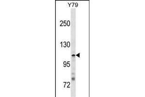 JMY Antibody (N-term) (ABIN1881469 and ABIN2838360) western blot analysis in Y79 cell line lysates (35 μg/lane). (JMY antibody  (N-Term))