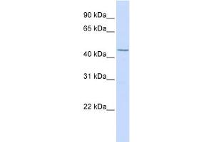 WB Suggested Anti-LEF1 Antibody Titration:  0. (LEF1 antibody  (N-Term))