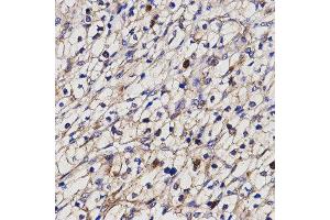 Immunohistochemistry (IHC) image for anti-Butyrylcholinesterase (BCHE) antibody (ABIN1871242) (Butyrylcholinesterase antibody)