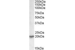 UXT antibody  (C-Term)