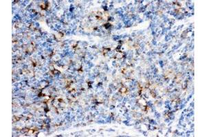 IHC testing of FFPE rat lymph node with CD14 antibody. (CD14 antibody  (AA 65-327))