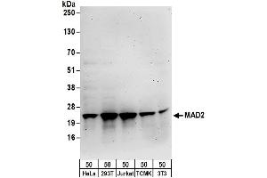 anti-MAD2 (C-Term) antibody
