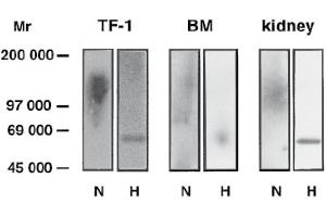 Western Blot analysis of Glypican-4 expression in tissues and cell lines. (GPC4 antibody  (AA 509-520))