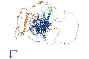 AlphaFold protein structure predicition of Human Recombinant AGBL3 Protein, UniprotID Q8NEM8 (AGBL3 Protein (AA 1-1001) (His tag))