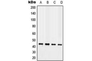 Western blot analysis of TAZ expression in MCF7 (A), NIH3T3 (B), H9C2 (C), human heart (D) whole cell lysates. (TAZ antibody  (Center))