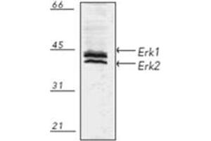 Western blot analysis of human A431 fibroblast cell lysate, probed with Erk1/2 pAb. (ERK1/2 antibody)