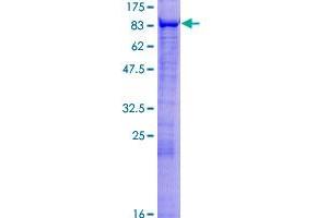 MSL2 Protein (AA 1-577) (GST tag)