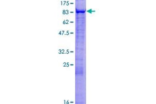 MSL2 Protein (AA 1-577) (GST tag)