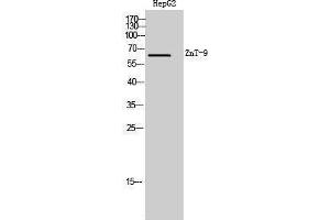 Western Blotting (WB) image for anti-Solute Carrier Family 30 (Zinc Transporter), Member 9 (SLC30A9) (Internal Region) antibody (ABIN3180952) (SLC30A9 antibody  (Internal Region))