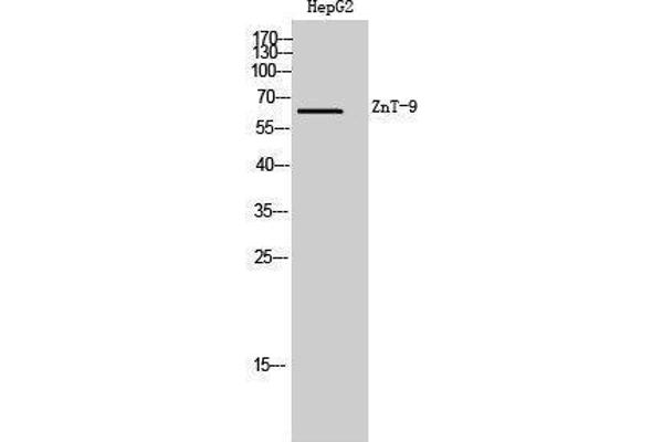 SLC30A9 anticorps  (Internal Region)