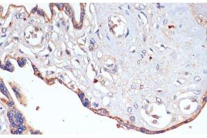Immunohistochemistry of paraffin-embedded Human placenta using CD47 Polyclonal Antibody at dilution of 1:200 (40x lens). (CD47 antibody)