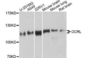 Western blot analysis of extracts of various cell lines, using OCRL antibody. (OCRL antibody)