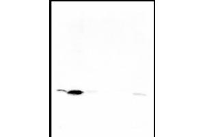 Western blot was performed on whole cell (25μg, lane 1) and histone extracts (15μg, lane 2) from HeLa cells, and on 1 μg of recombinant histone H2A, H2B, H3 and H4 (lane 3, 4, 5 and 6, respectively) using H4K5ac Polyclonal Antibody. (Histone H4 antibody  (acLys5))