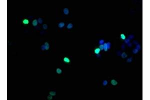 Immunofluorescence staining of HepG2 cells with ABIN7139617 at 1:100, counter-stained with DAPI. (Histone H1.5 antibody  (pSer17))