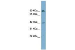 Image no. 1 for anti-Integrin beta 5 (ITGB5) (AA 395-444) antibody (ABIN6743354)