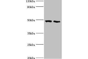 Western blot All lanes: FDFT1 antibody at 2 μg/mL Lane 1: 293T whole cell lysate Lane 2: Mouse liver tissue Secondary Goat polyclonal to rabbit IgG at 1/10000 dilution Predicted band size: 49, 41, 39, 36, 44 kDa Observed band size: 49 kDa (FDFT1 antibody  (AA 1-260))