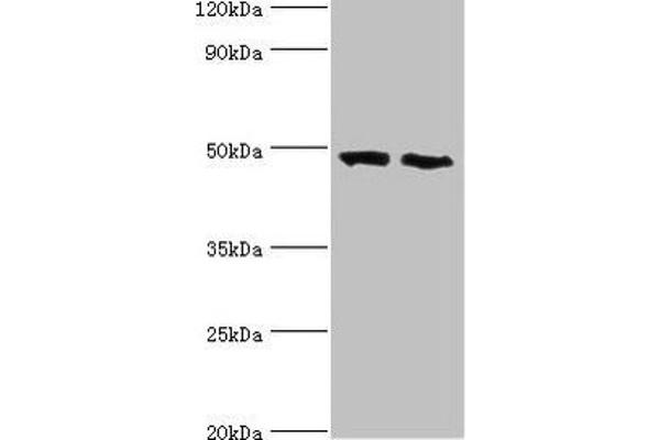 FDFT1 抗体  (AA 1-260)