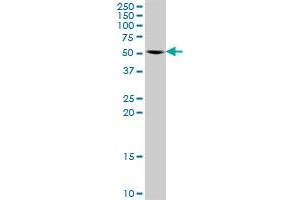 MAPK8 MaxPab rabbit polyclonal antibody. (JNK antibody  (AA 1-427))