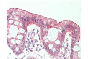 Anti-TMOD3 / Tropomodulin 3 antibody IHC staining of human colon. (TMOD3 antibody  (AA 144-193))