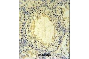 UBXN6 Antibody (C-term) (ABIN651276 and ABIN2840165) IHC analysis in formalin fixed and paraffin embedded mouse testis tissue followed by peroxidase conjugation of the secondary antibody and DAB staining. (UBXN6 antibody  (C-Term))