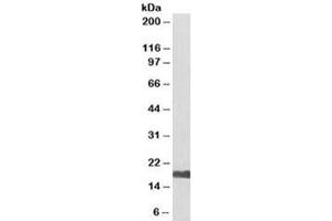 Western blot testing of human kidney lysate with UBE2I antibody at 0. (UBE2I antibody  (Biotin))