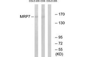 Western blot analysis of extracts from COLO/COS7 cells, using MRP7 Antibody. (ABCC10 antibody  (AA 835-884))